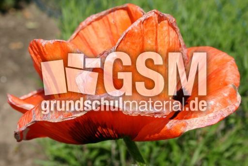 Mohn-orientalisch-1.jpg